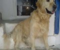 Έχασαν τον σκύλο τους στο Πολύδροσο Χαλανδρίου Αττικής